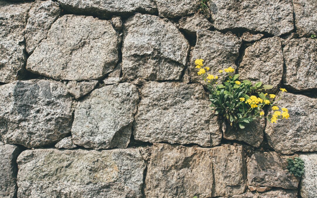 From Trauma to Triumph: Harnessing Posttraumatic Growth Through Coaching Psychology